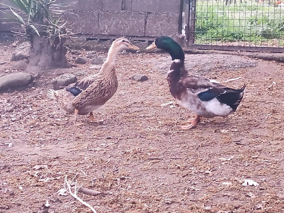 Patos Rouen adulos e jovens