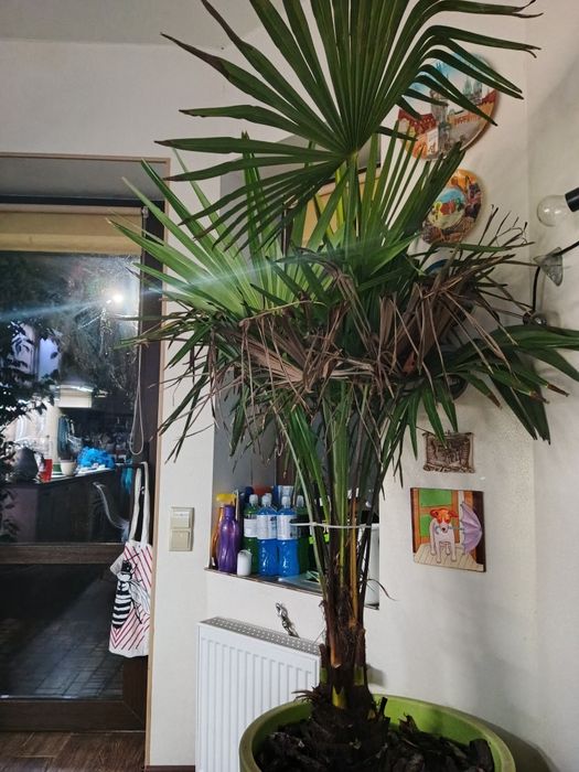 Продам пальму кімнатну  2м