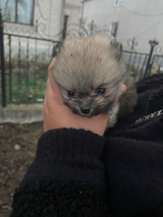 Маленькі мішки чекають своїх господарів