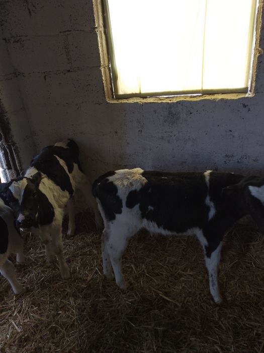 Sprzedam cielaki byczki