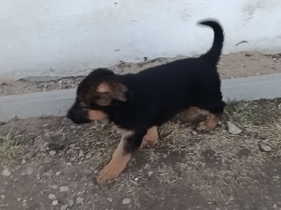 Oddam suczkę w dobre rece