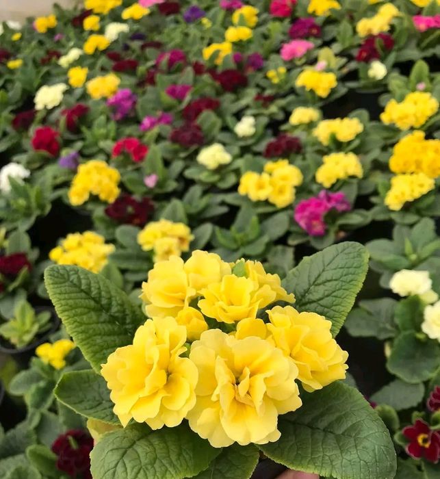 Примула, гіацинт, цикламен, вілла, гвоздика,квіти, 8 березня