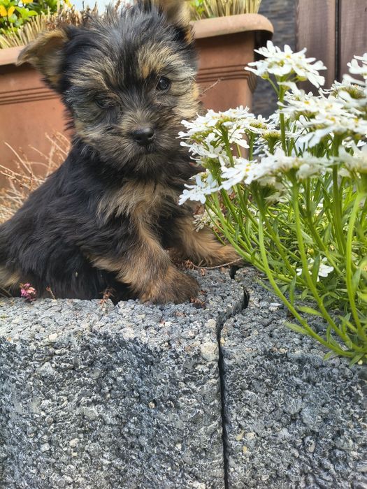 Yorkshire terrier  sunia czarno złota