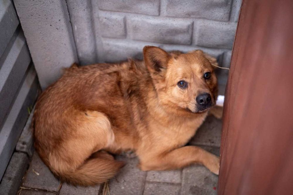 Rafi śliczny delikatny niewielki piesek ADOPCJA