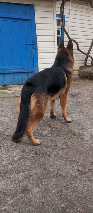 Німецька вівчарка