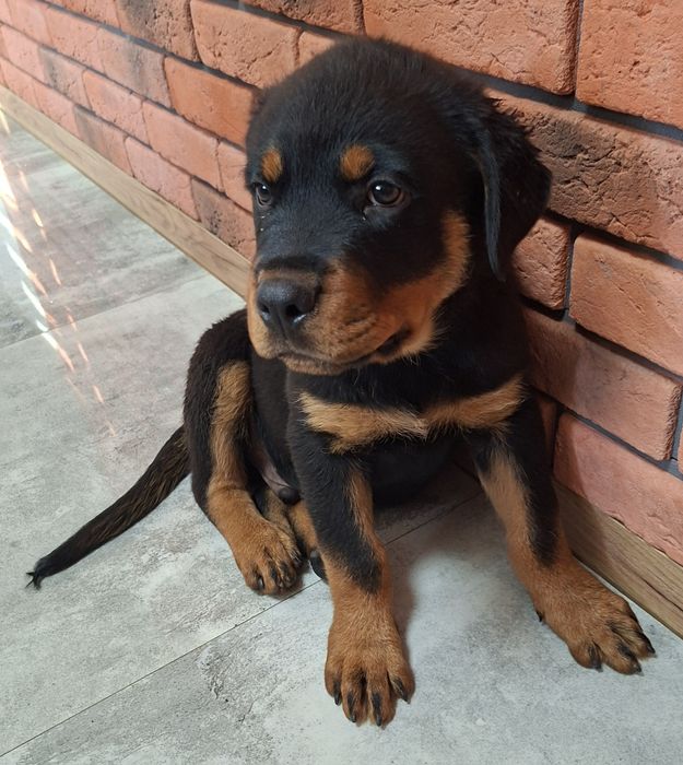 Piesek rottweiler