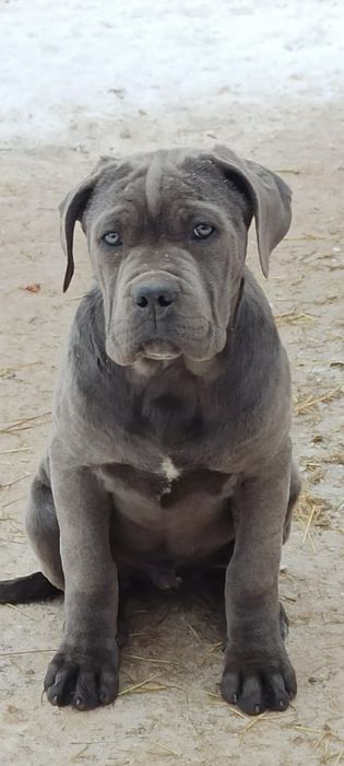 Кане -Корсо Хлопчик