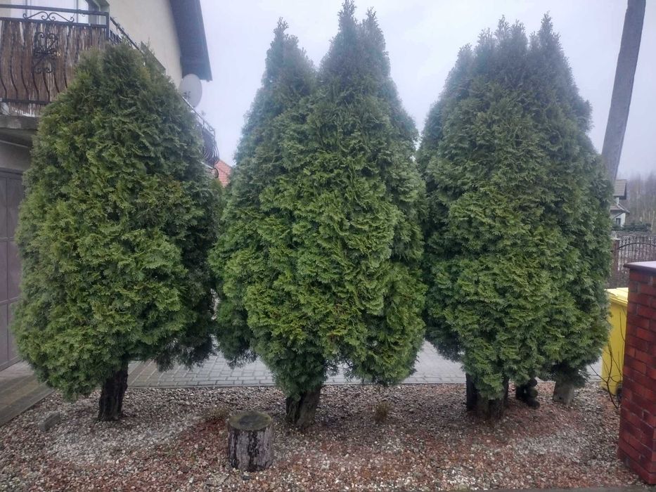 Tuje szmaragd z wykopaniem