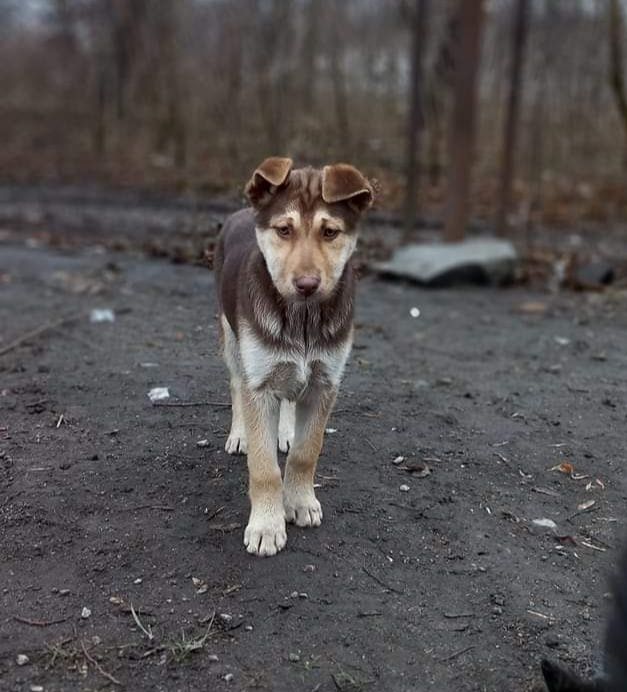Щеня великої породи