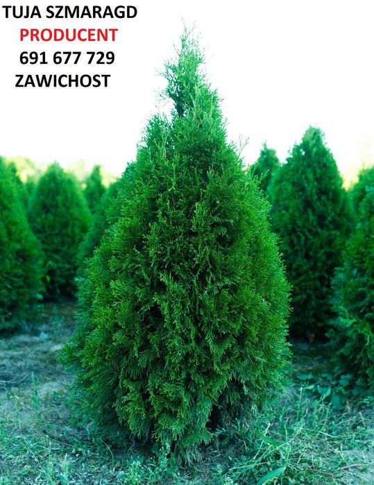 Tuja szmaragd 120cm 140cm tuia smaragd thuja Sadzimy