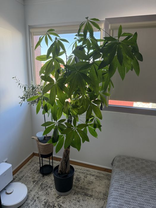 Plantas interiores