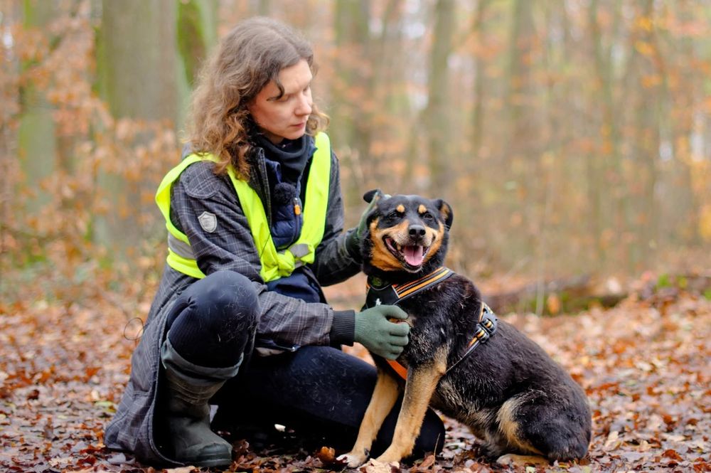 Mini rottweiler czeka na dom