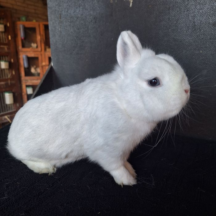 Hermelin niebieskooki