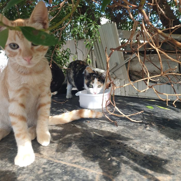 Gatinhos  para adoção