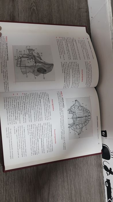 Livro anatomia cranio facial