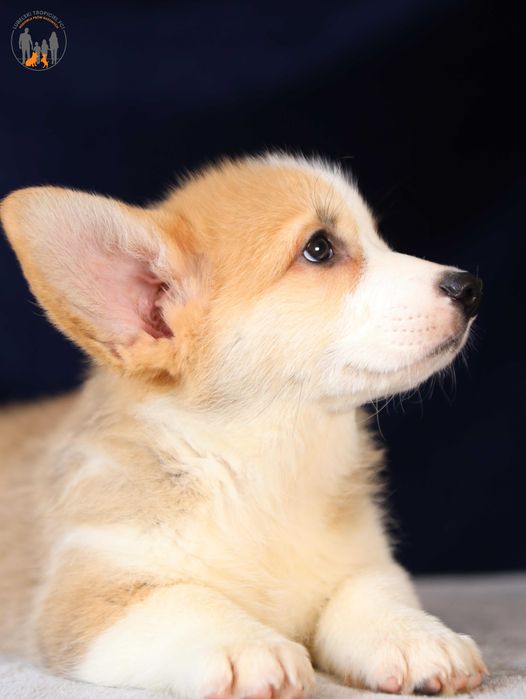 Welsh Corgi Pembroke ZKwP FCI po Championie , badania na chor. gen