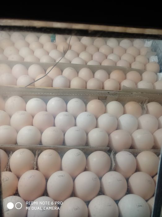 В наявності інкубаційне яйце бройлера