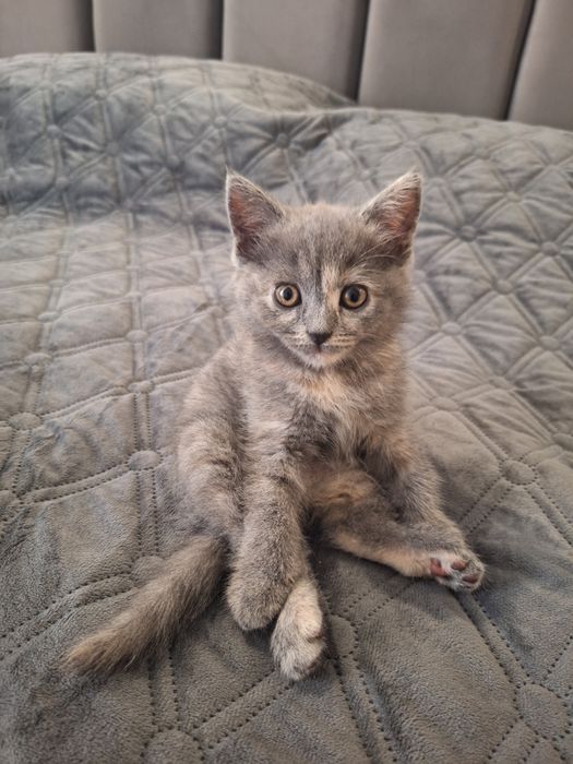 Кошенята,  2місяці.