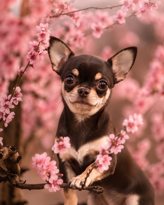 Chihuahua czekoladowa