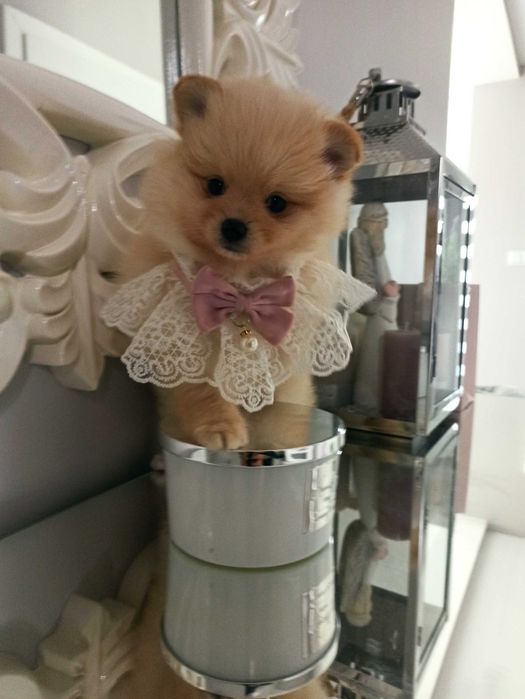 Sunia***szpic miniaturowy pomeranian