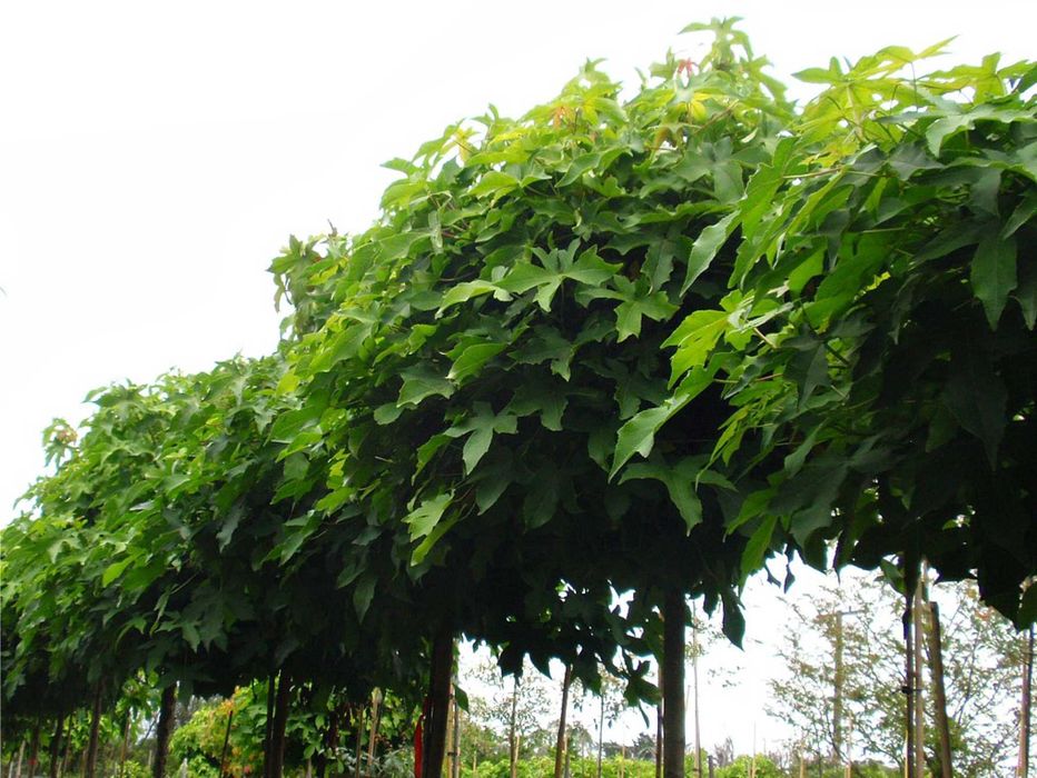 Robinia akacjowa Umbraculifera