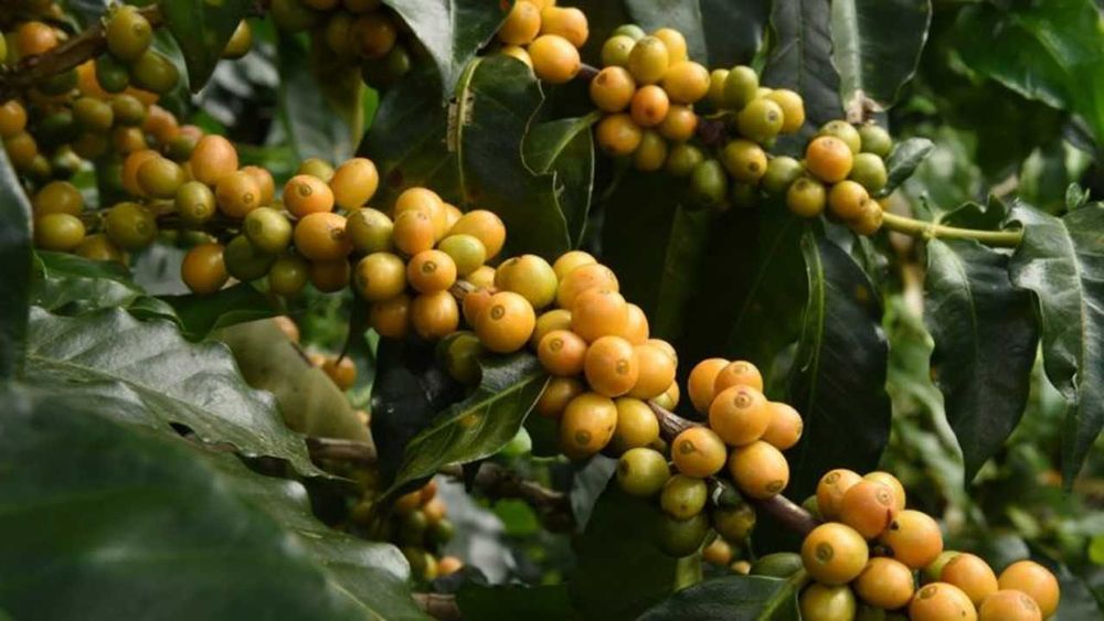 Café Arabica e Robusta