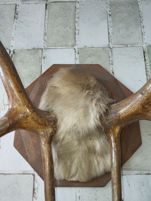 Продам рога Оленя