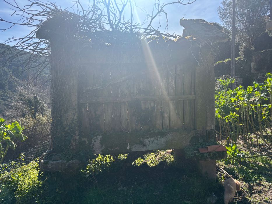 Caniço para Venda em soajo