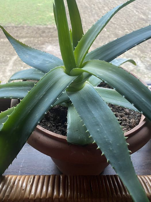 Алоє багато діток та вазони