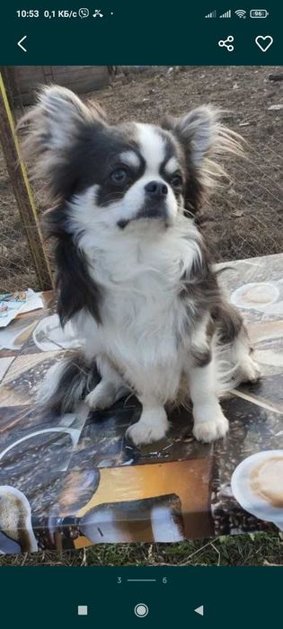 Мальчик чихуахуа  Готов к вязке с достойными невестами.