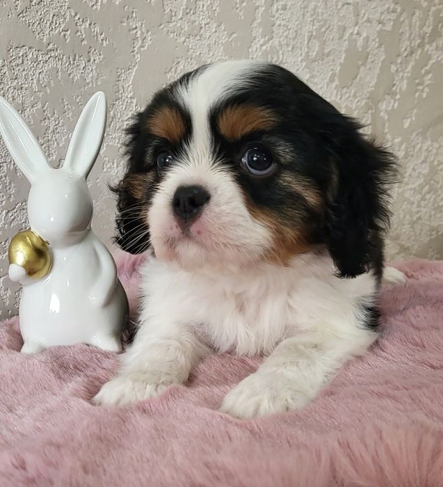 Хлопчик кавалер кинг чарльз спаниель