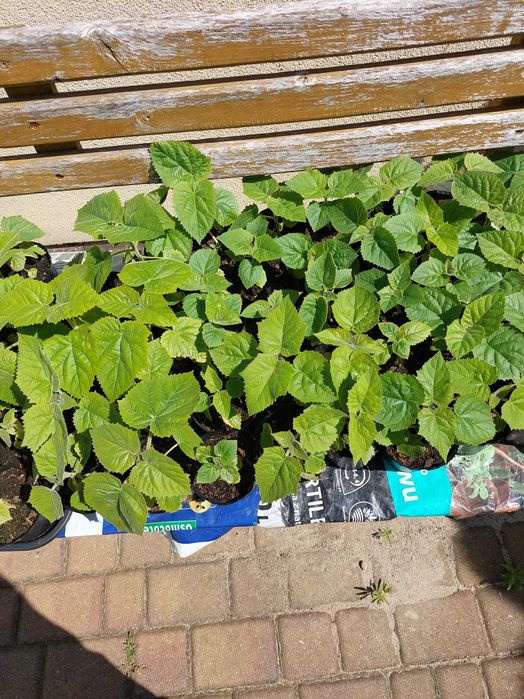 Drzewo tlenowe paulownia