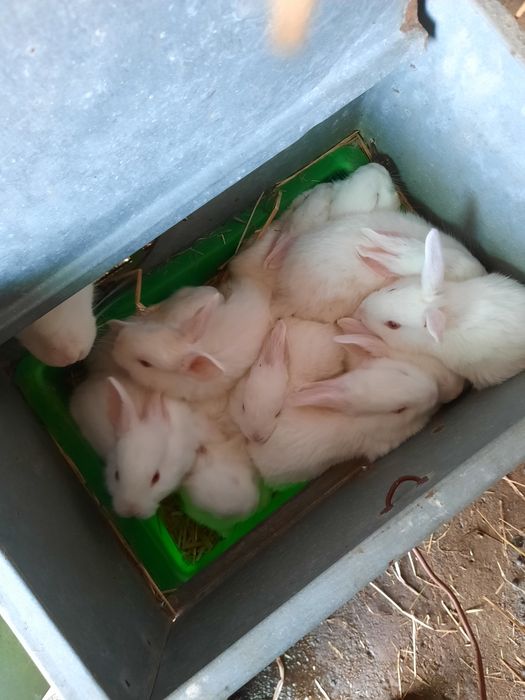 Coelhos californianos /nova Zelândia