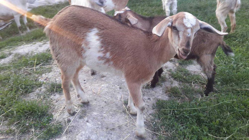 Козеня - дуже спокійна безрога козичка 11міс. Покрита!