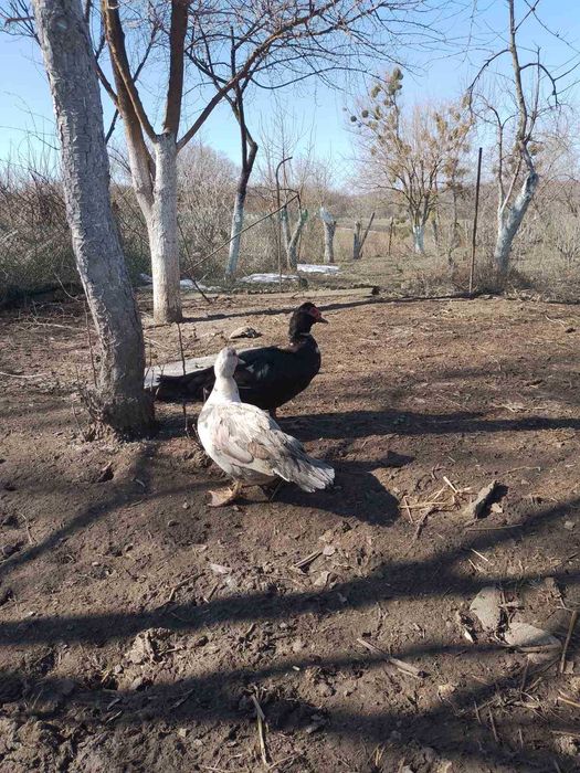 Продам мускусних (Індокачки) качок сім'ю. Шипуни. Индоутки. Утки Шыпун