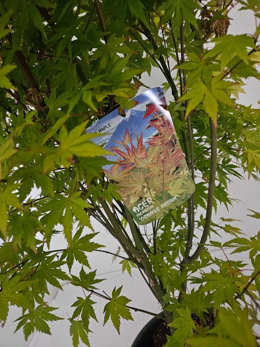 Bonsai – Klon japoński palmowy 'Orange Dream'