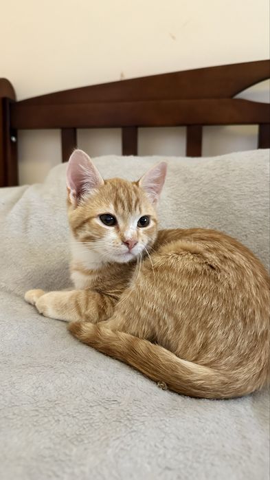 Котенок(мальчик 2.5 месяца)