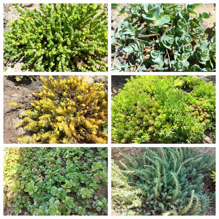 Ірис бордюрний карликовий жовтий