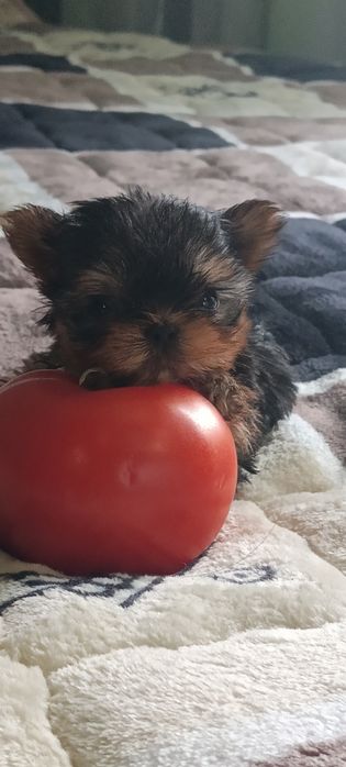 Гарненькі, Йорики хлопчики міні- бебі