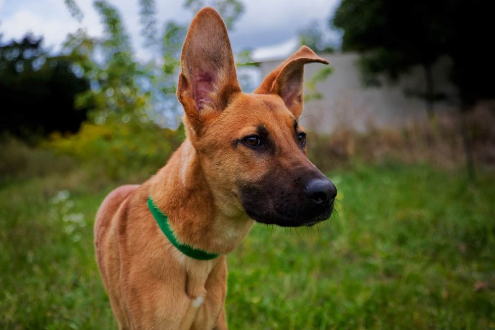 Scooby, młody roczny pies szuka domu