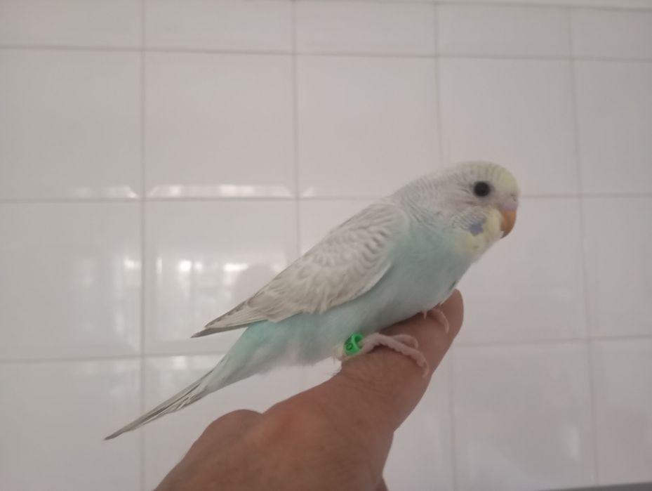 Caturras e periquitos bebés