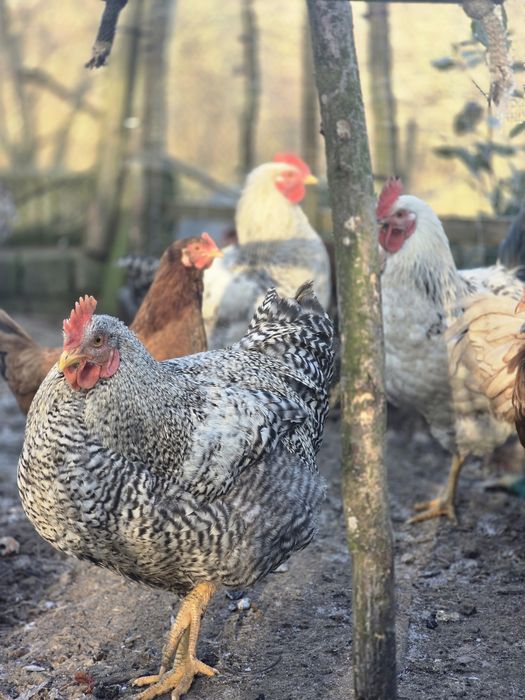 Koguty, kogut na sprzedaż