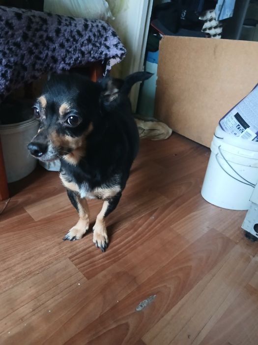 Щенки метис чихуашки