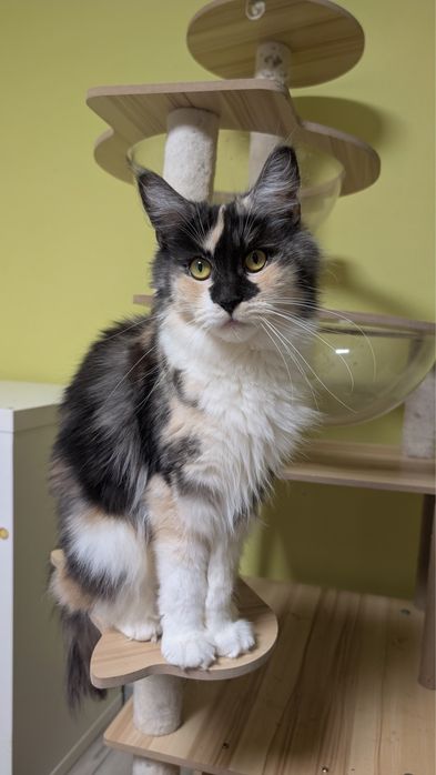 Olivia czarna szylkretka Maine Coon adopcja platnaZapraszamy