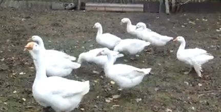 Інкубаційне яйце опт та роздріб гусячі Легард датський, Лінда