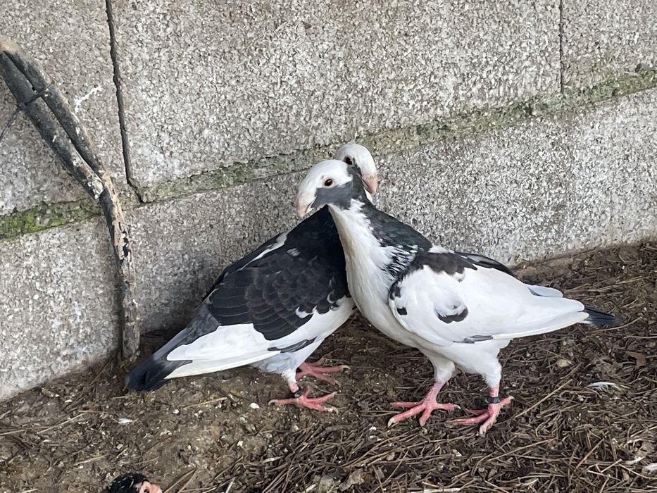 Casal de pombos beleza alema