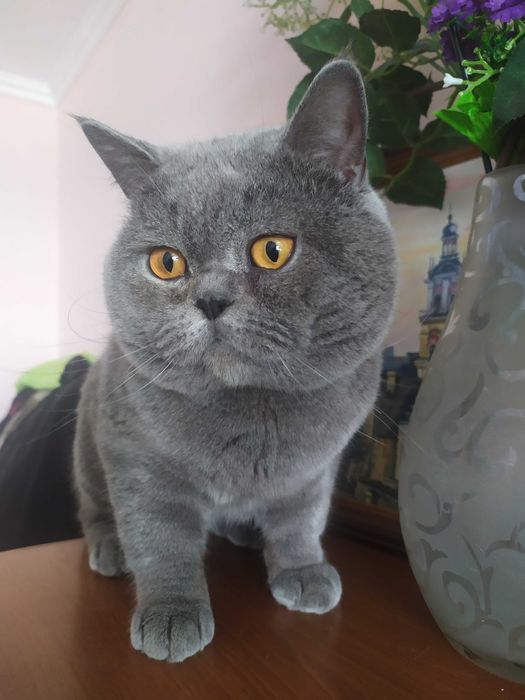 Кіт на в'язку, скотіш страйт.