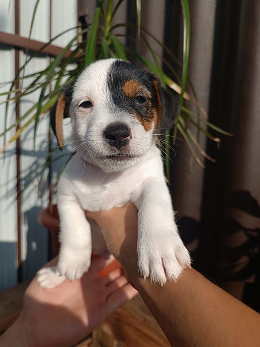 Кому сладкий пирожочек ?