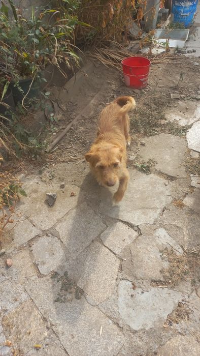 Cães meigos para doar