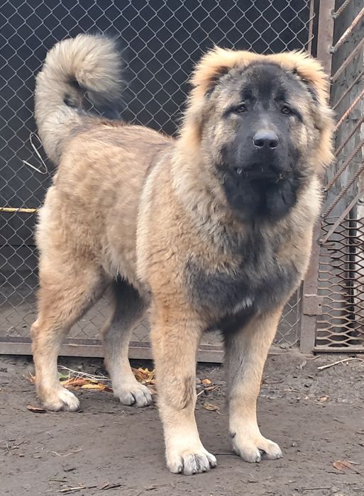 Підрощена дівчинка кавказької вівчарки